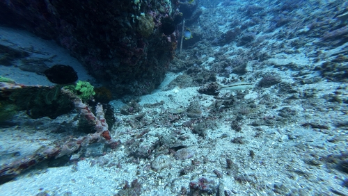 Freckled Goatfish (Upeneus tragula)