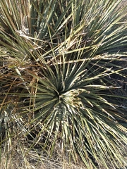 Dasylirion parryanum