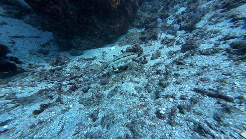 Freckled Goatfish (Upeneus tragula)