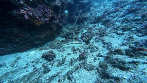 Freckled Goatfish (Upeneus tragula)