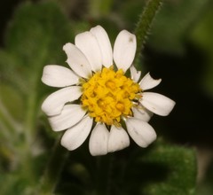 Felicia cymbalariae