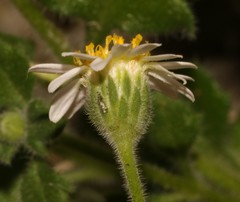 Felicia cymbalariae