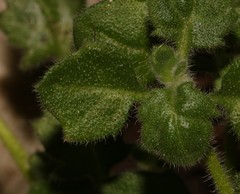 Felicia cymbalariae