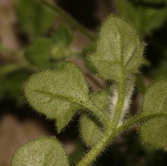 Felicia cymbalariae