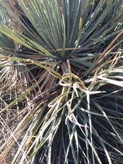 Dasylirion parryanum