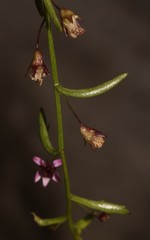 Lobelia eckloniana