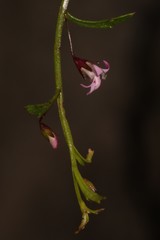 Lobelia eckloniana