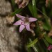 Lobelia eckloniana - Photo (c) Brian du Preez,  זכויות יוצרים חלקיות (CC BY-SA), uploaded by Brian du Preez