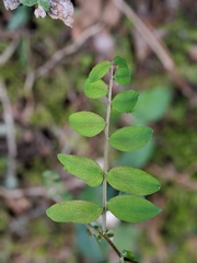 Lathyrus polyphyllus