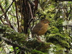 Grallaria quitensis