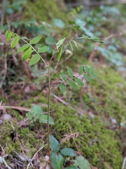 Lathyrus polyphyllus