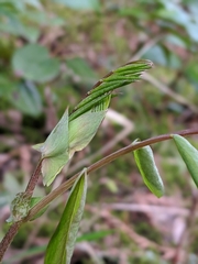 Lathyrus polyphyllus