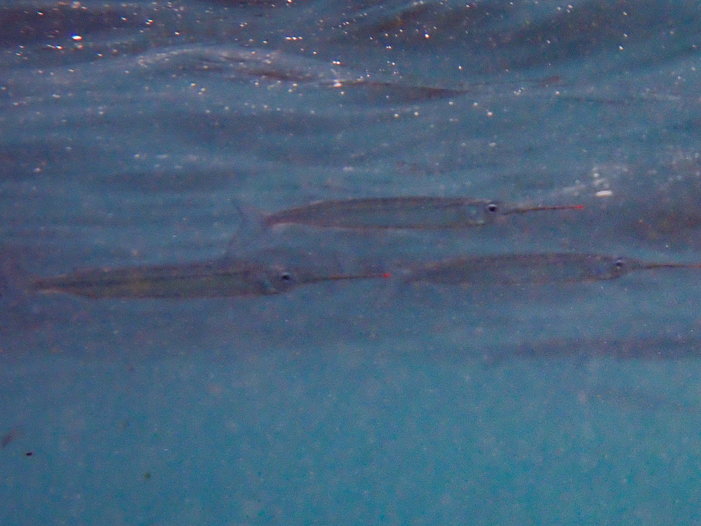 Pacific silverstripe halfbeak (Hyporhamphus naos) — Hemiramphidae