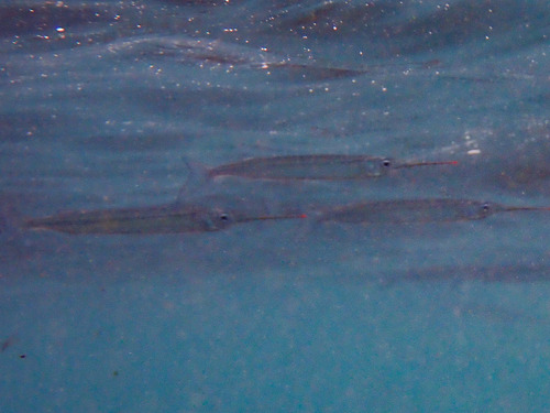 Pacific silverstripe halfbeak (Hyporhamphus naos) — Hemiramphidae