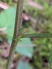 Lathyrus polyphyllus
