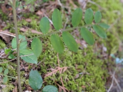 Lathyrus polyphyllus