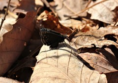 Erynnis brizo