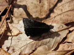 Erynnis brizo