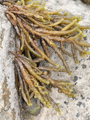 Splachnidium rugosum