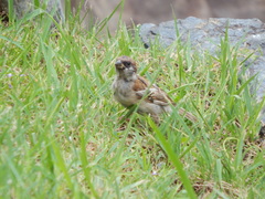 Passer montanus