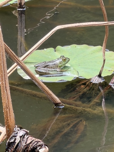 American Bullfrog observed by osmosisly