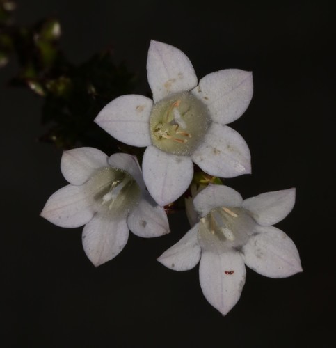 Mat Bell (Roella squarrosa)