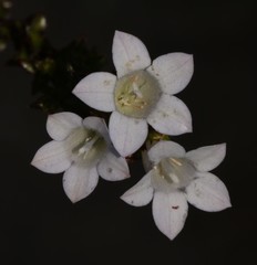 Roella squarrosa