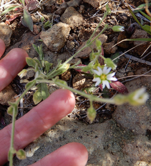Cerastium nutans