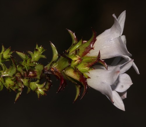 Image of Roella squarrosa by (c) Brian du Preez, some rights reserved (CC BY-SA)