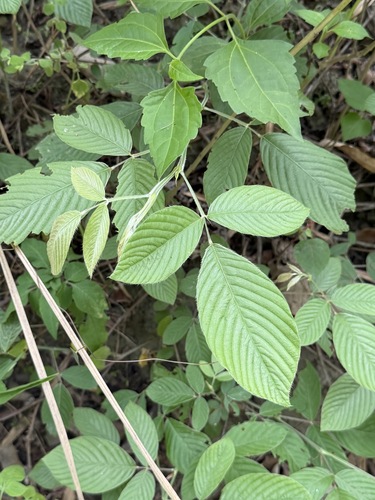 Dendrolobium triangulare observed 2026-05-13