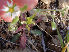 Cerastium nutans
