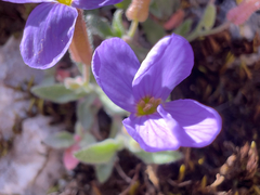 Aubrieta deltoidea, photograph (c) paulchallinor, some rights reserved (CC BY)