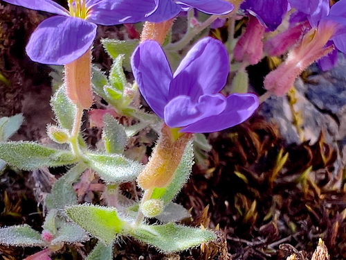 Aubrieta deltoidea, photograph 2