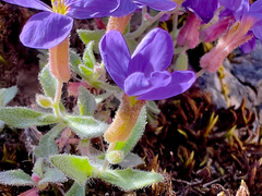 Aubrieta deltoidea, photograph (c) paulchallinor, some rights reserved (CC BY)