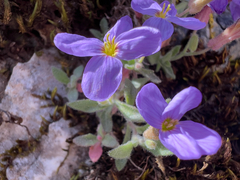 Aubrieta deltoidea, photograph (c) paulchallinor, some rights reserved (CC BY)
