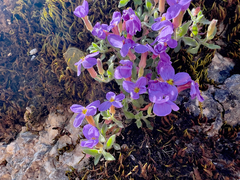 Aubrieta deltoidea, photograph (c) paulchallinor, some rights reserved (CC BY)