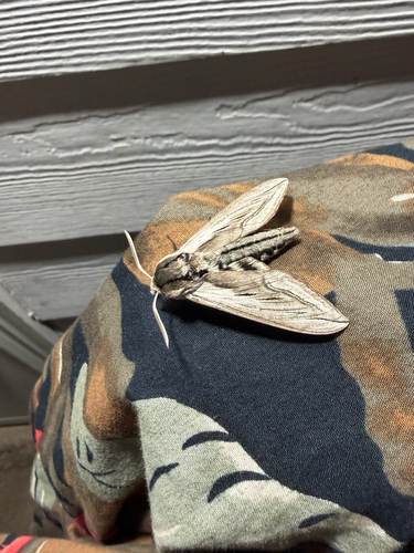 Vashti Sphinx