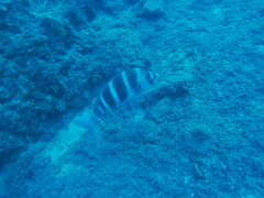 Diplodus cervinus