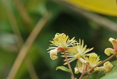 Clematis haenkeana