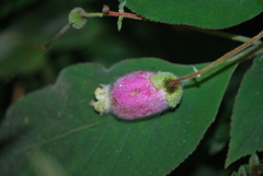 Kohleria affinis