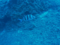 Diplodus cervinus