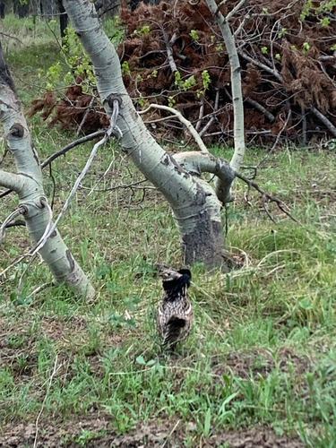 Ruffed Grouse observed by corvusmack