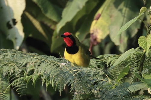 Doherty's Bushshrike (Telophorus dohertyi), photo 1