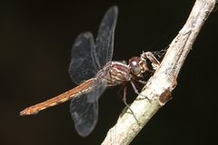 Orthemis schmidti