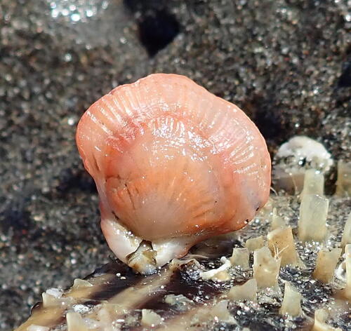 Terebratella observed 2026-05-14