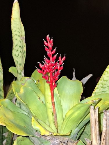 Aechmea fulgens