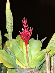 Aechmea fulgens