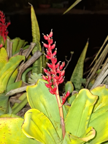 Aechmea fulgens, photograph 2