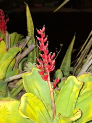 Aechmea fulgens, photograph (c) Carlos Henrique, some rights reserved (CC BY-SA)
