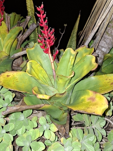 Aechmea fulgens, photograph 3